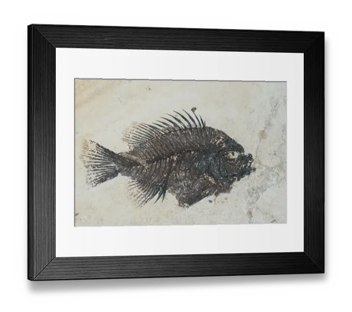 Framed Print : Priscacara (Priscacara serrata)
