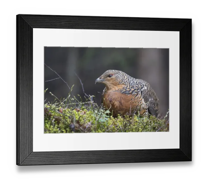 Framed Print : Western capercaillie (Tetrao urogallus)