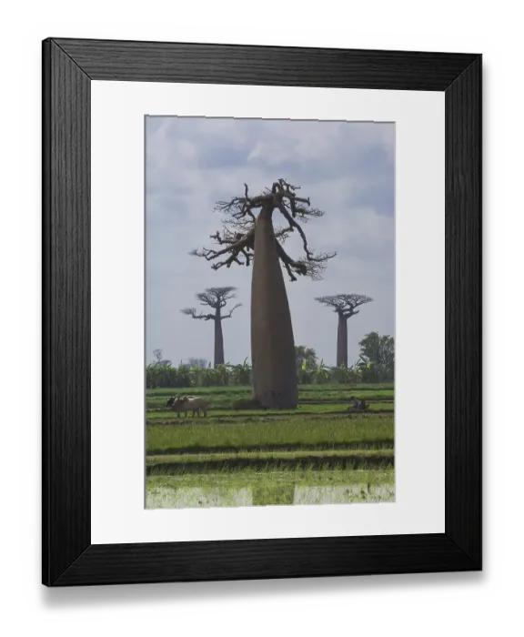 Framed Print : Rice field, Morondava, Madagascar, Africa
