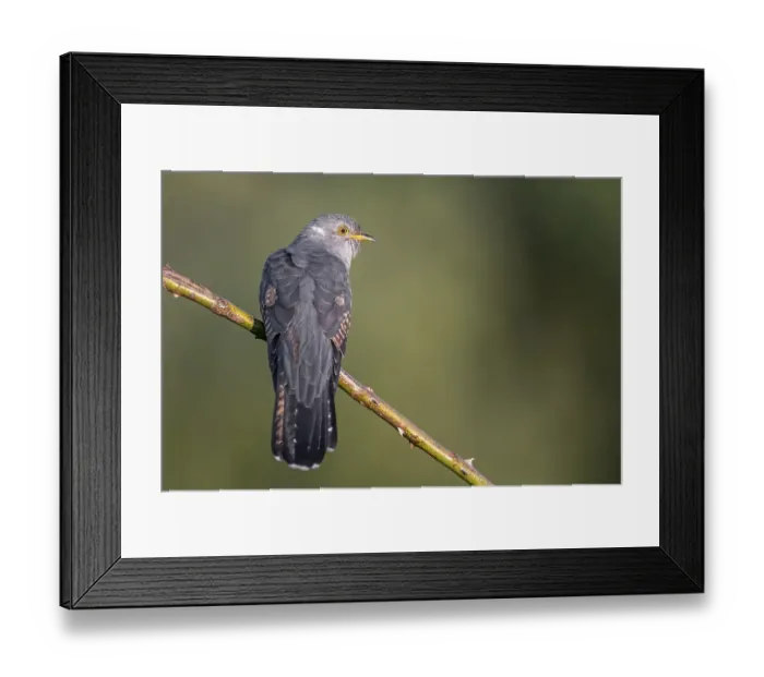 Framed Print : Cuckoo (Cuculus canorus), perched