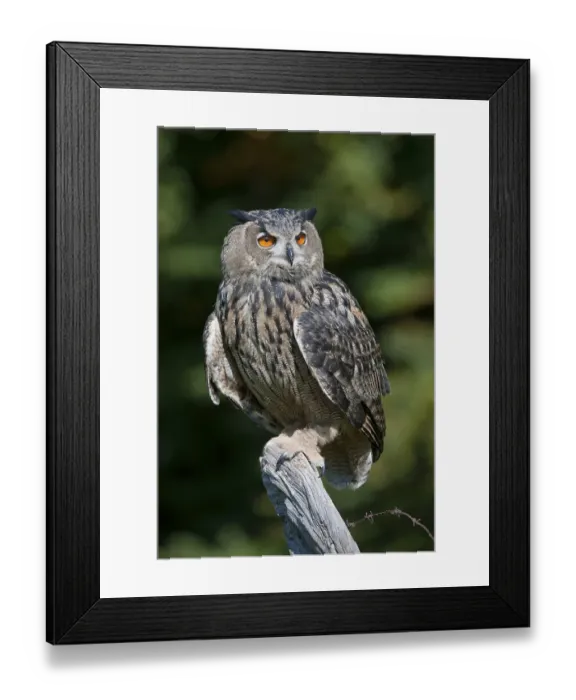 Framed Print : Eagle Owl (Bubo bubo)