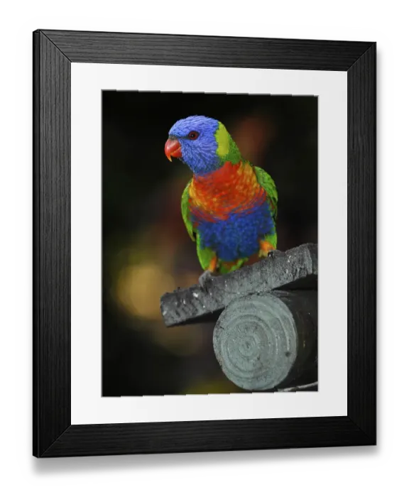 Framed Print : Rainbow Lorikeet, Lori (Trichoglossus haematodus), Queensland, Australia, Oceania