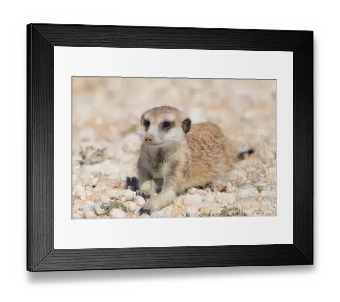 Framed Print : Meerkat (Suricata suricatta), young male Framed Print : Meerkat (Suricata suricatta), young male