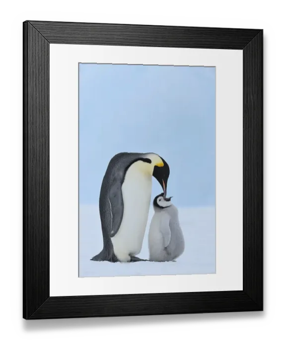 Framed Print : Emperor penguins (Aptenodytes forsteri)