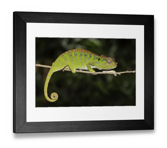 Framed Print : Labord's chameleon (Furcifer labordi)