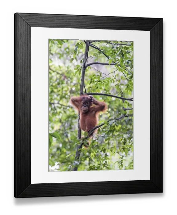 Framed Print : Juvenile Sumatran orangutan (Pongo abelii) in rainforest