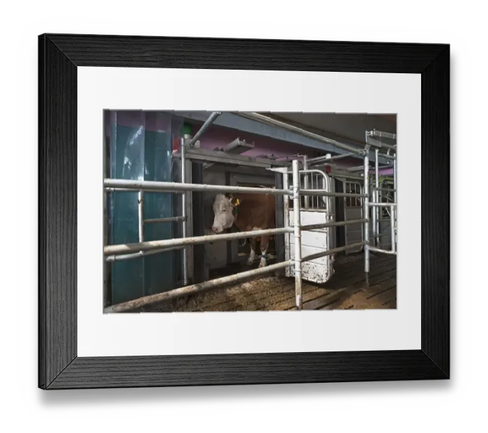 Framed Print : Dairy cow being milked by milking robot in modern barn