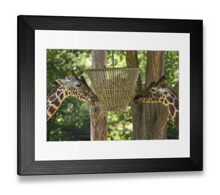 Framed Print : Two net giraffes (Giraffa reticulata) at the food basket