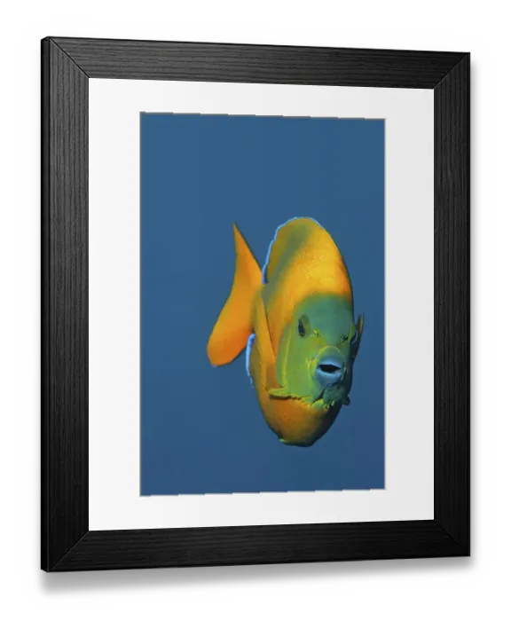 Framed Print : Clarion angelfish (Holacanthus clarionensis)
