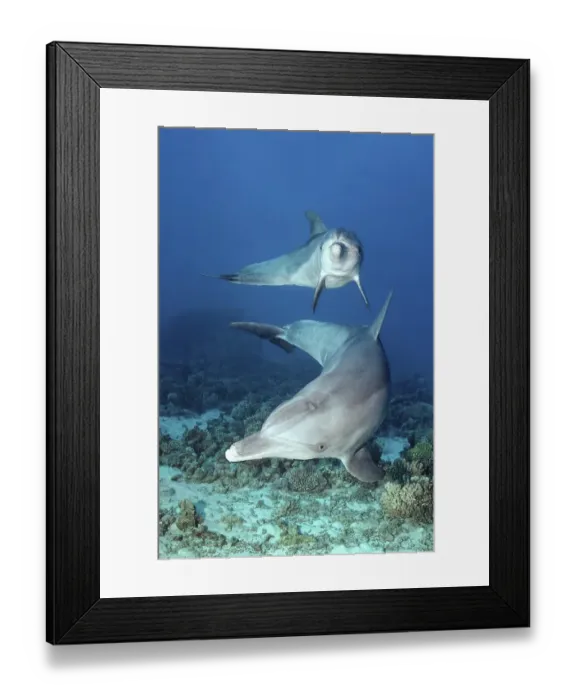 Framed Print : Two, bottlenose dolphin (Tursiops truncatus)