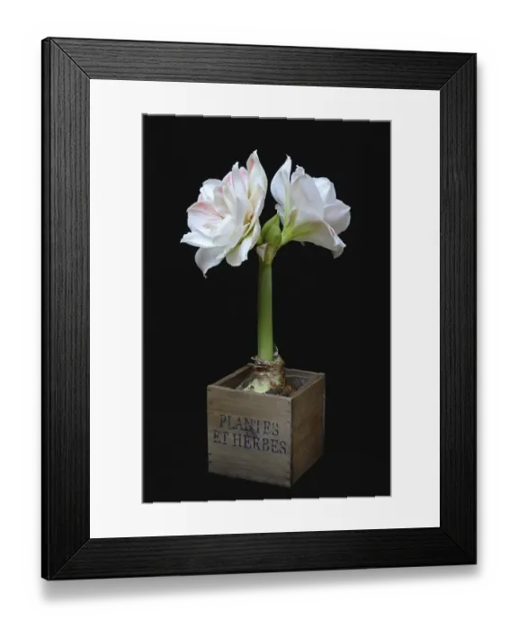 Framed Print : Amaryllis hippeastrum, Nymph, Star of Chivalry