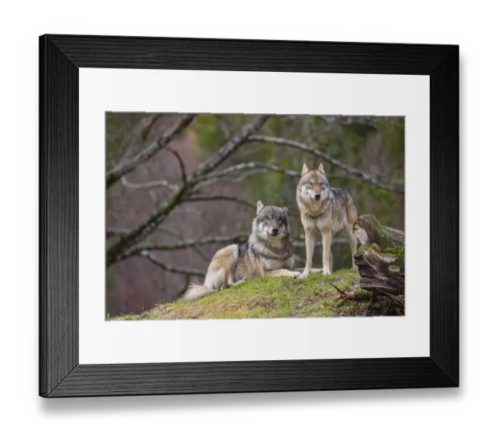 Framed Print : Two eurasian gray wolves (Canis lupus lupus) Framed Print : Two eurasian gray wolves (Canis lupus lupus)