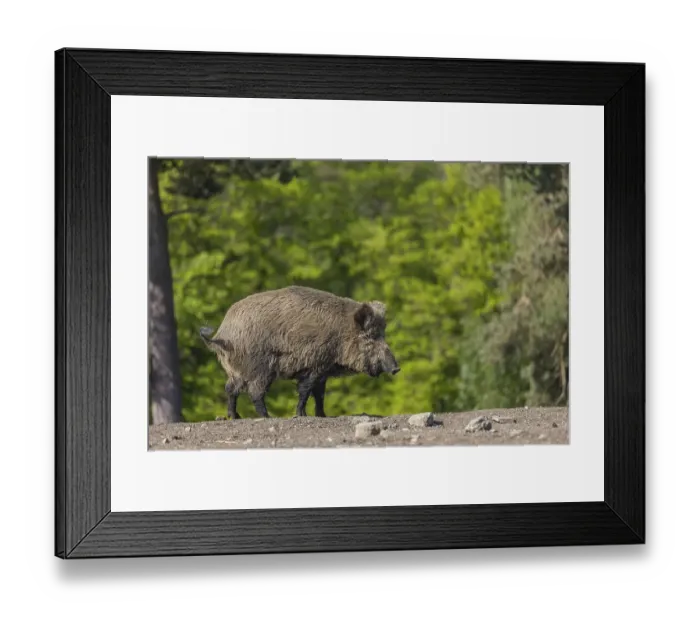 Framed Print : One wild boar or wild pig (Sus scrofa) Framed Print : One wild boar or wild pig (Sus scrofa)