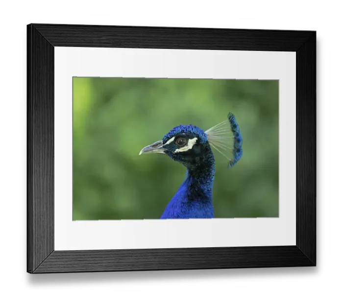 Framed Print : Indian peafowl (Pavo cristatus)