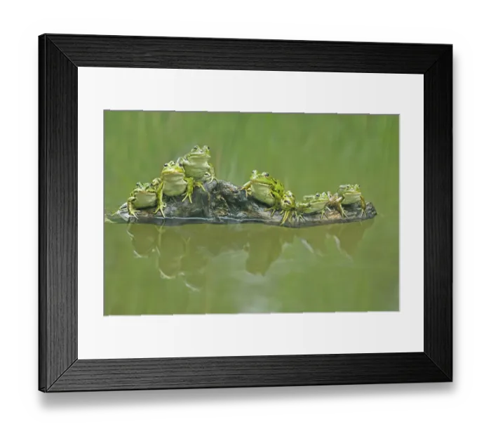 Framed Print : Edible frogs (Rana esculenta) sitting on a branch