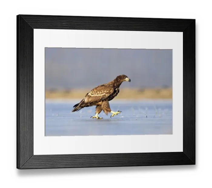 Framed Print : Young White-tailed Eagle (Haliaeetus albicilla)
