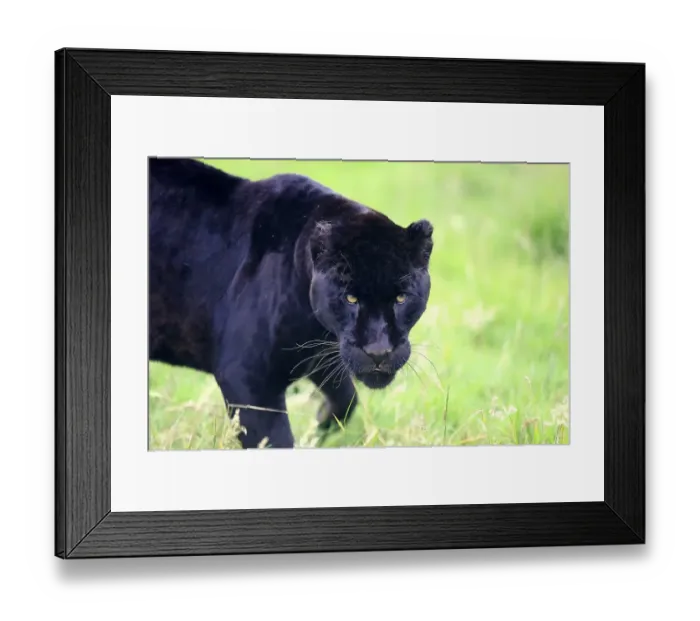 Framed Print : Jaguar (Panthera onca), Black Panther Framed Print : Jaguar (Panthera onca), Black Panther
