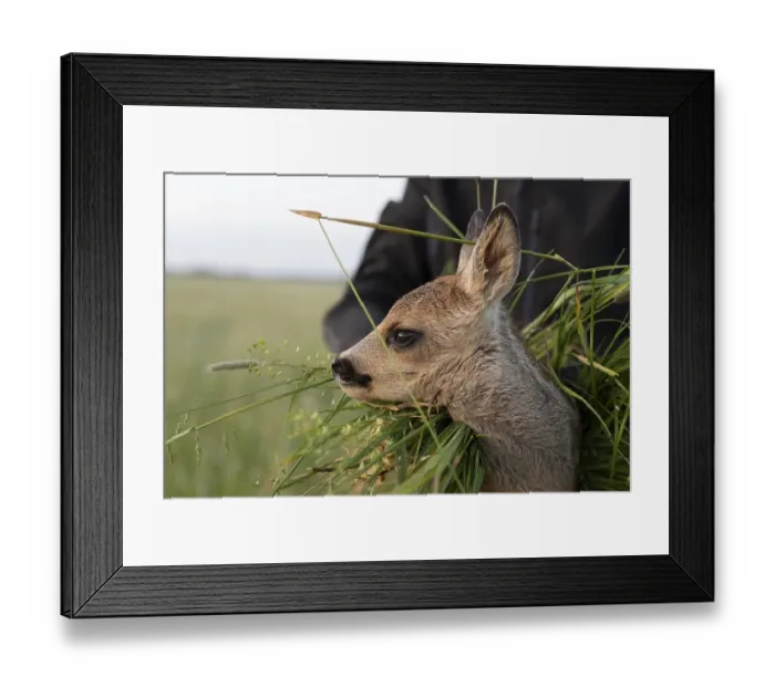 Framed Print : Rekitz, fawn rescue in front of meadow mowing Framed Print : Rekitz, fawn rescue in front of meadow mowing