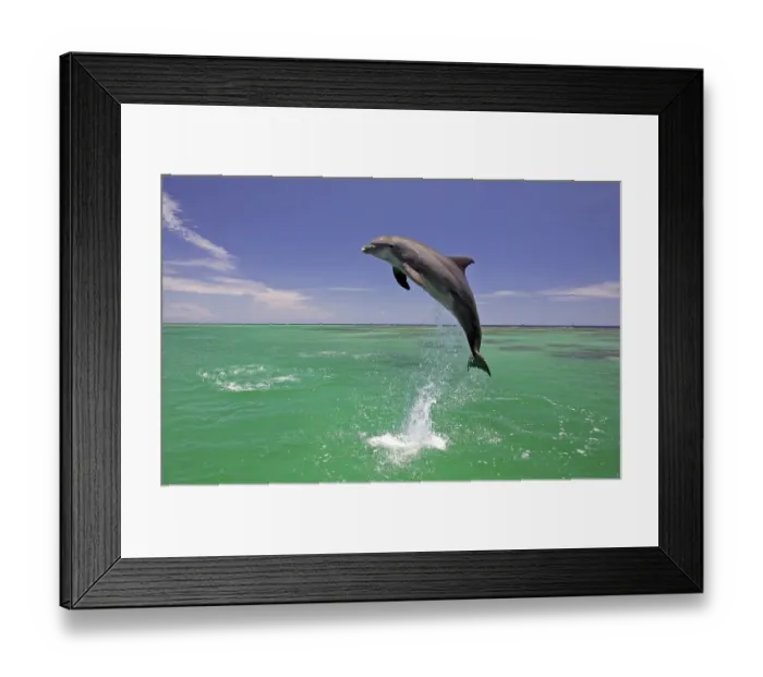 Framed Print : Bottlenose Dolphin (Tursiops truncatus) leaping out of the water