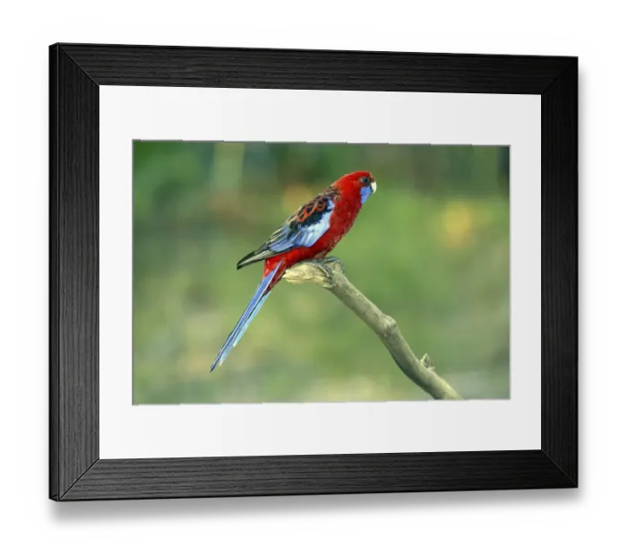 Framed Print : Adult Crimson Rosella (Platycercus elegans), Australia, Oceania Framed Print : Adult Crimson Rosella (Platycercus elegans), Australia, Oceania