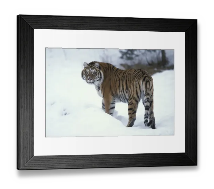 Framed Print : Siberian tiger (Panthera tigris altaica)