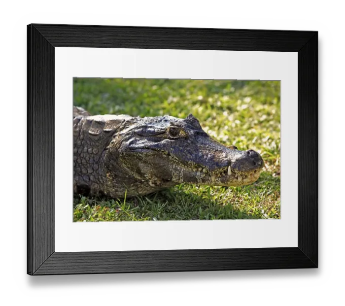 Framed Print : Yacare Caiman (Caiman yacare), portrait
