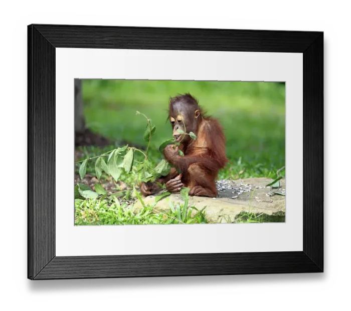 Framed Print : Orangutan (Pongo pygmaeus), eating young Framed Print : Orangutan (Pongo pygmaeus), eating young