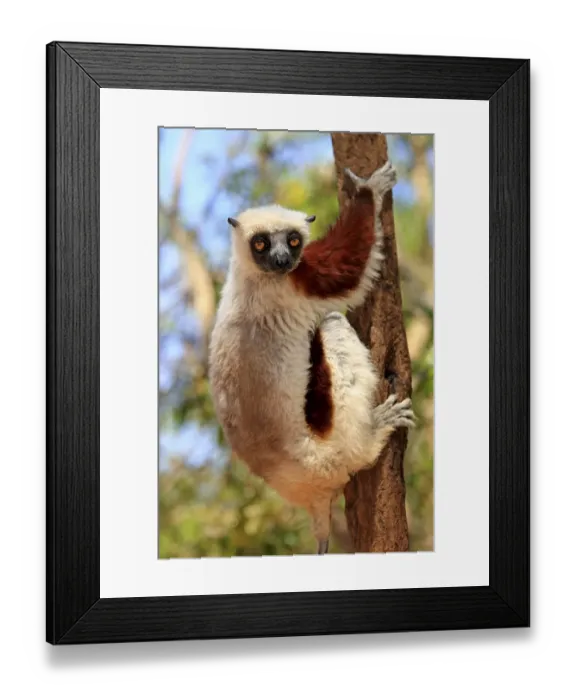 Framed Print : Coquerel's Sifaka or Crowned Sifaka (Propithecus coquereli)