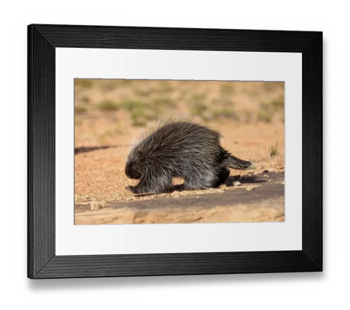 Framed Print : North American Porcupine (Erethizon dorsatum), adult, walking, captive, Colorado Plateau, Utah, United States, North America Framed Print : North American Porcupine (Erethizon dorsatum), adult, walking, captive, Colorado Plateau, Utah, United States, North America