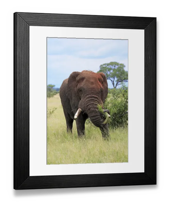 Framed Print : African elephant (Loxodonta africana)