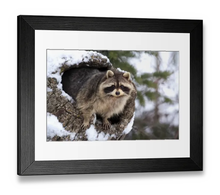 Framed Print : Raccoon (Procyon lotor), snow, den