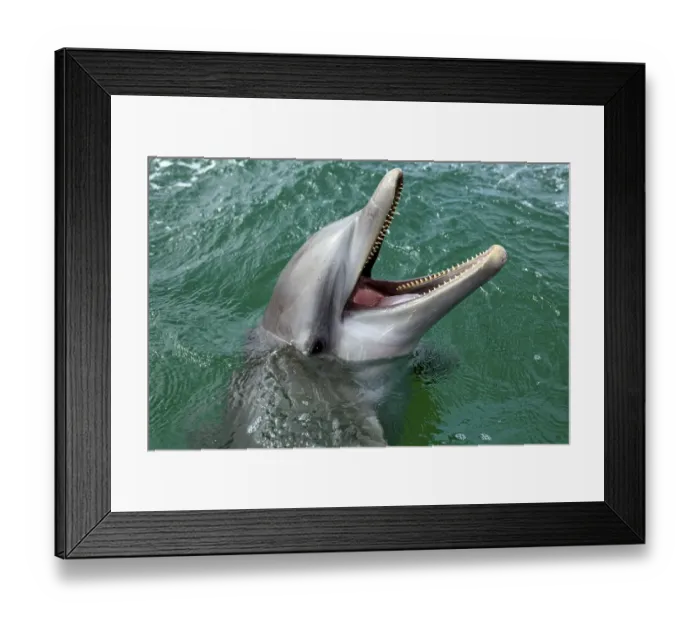 Framed Print : Common Bottlenose Dolphin (Tursiops truncatus)