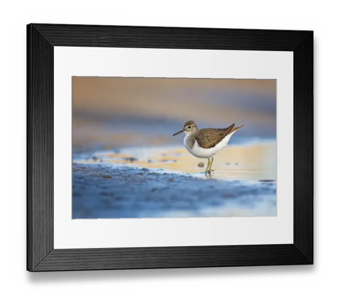 Framed Print : Common sandpiper (Actitis hypoleucos)