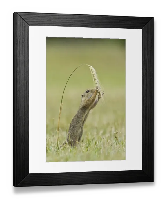 Framed Print : Ground squirrel (Spermophilus citellus)