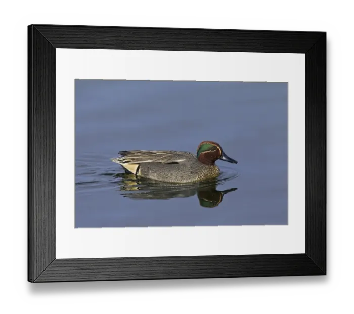 Framed Print : Eurasian Teal (Anas crecca), Common Teal male swimming in breeding plumage in pond