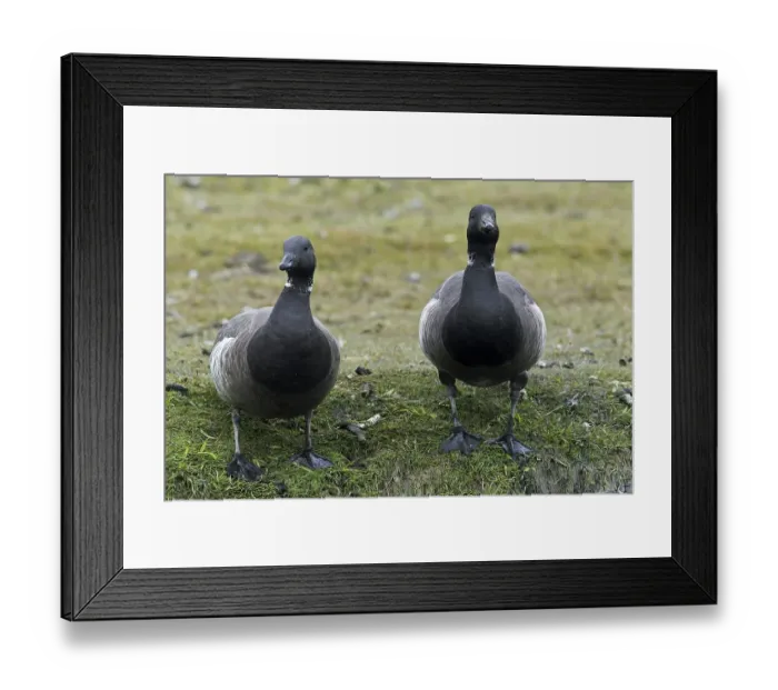 Framed Print : Two Brent geese (Branta bernicla) foraging on salt marsh Framed Print : Two Brent geese (Branta bernicla) foraging on salt marsh