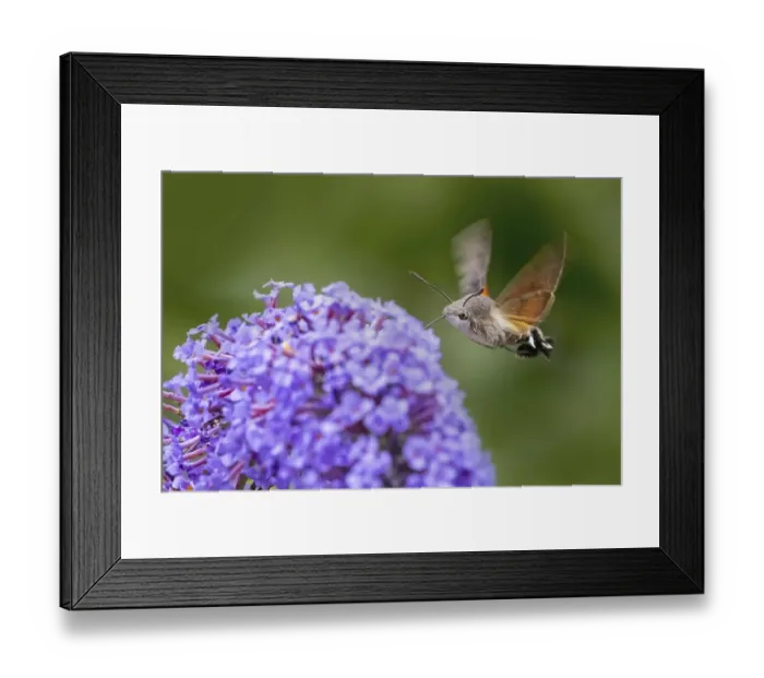 Framed Print : Hummingbird hawk-moth (Macroglossum stellatarum) (Sphinx stellatarum)