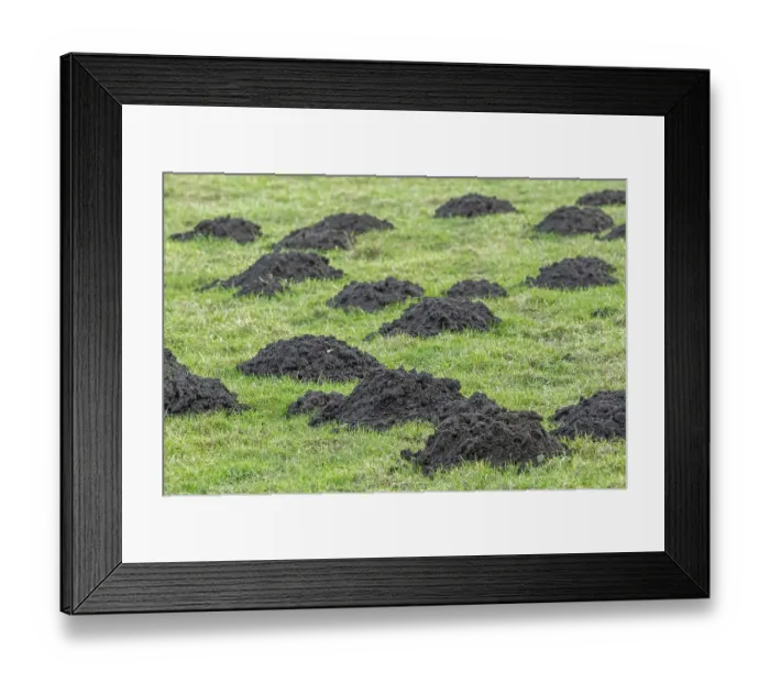 Framed Print : Molehills, mole mounds, mole-hills in field