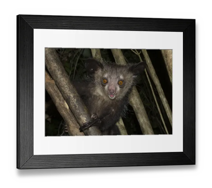 Framed Print : Aye-aye (Daubentonia madagascariensis) on a tree Framed Print : Aye-aye (Daubentonia madagascariensis) on a tree
