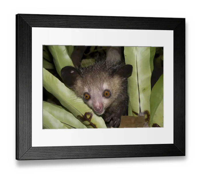 Framed Print : Aye-aye (Daubentonia madagascariensis) on tree, northeast Madagascar, Madagascar, Africa