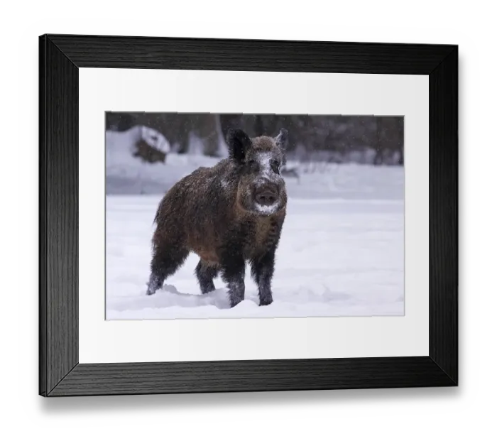 Framed Print : Wild boar (Sus scrofa), tusker in winter in a snow-covered forest Framed Print : Wild boar (Sus scrofa), tusker in winter in a snow-covered forest