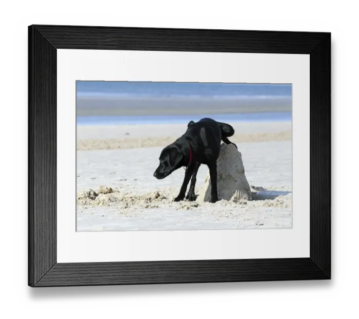 Framed Print : Peeing young black Labrador Retriever dog (Canis lupus familiaris) at the beach Framed Print : Peeing young black Labrador Retriever dog (Canis lupus familiaris) at the beach