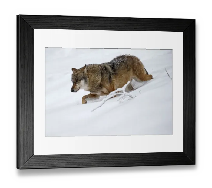 Framed Print : European Gray wolf (canis lupus) National Park