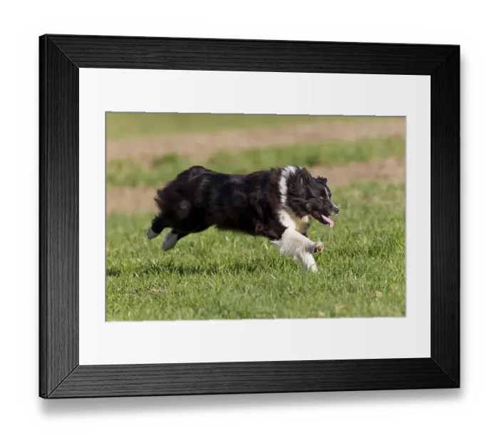 Framed Print : Australian Shepherd, black-bi, running Framed Print : Australian Shepherd, black-bi, running