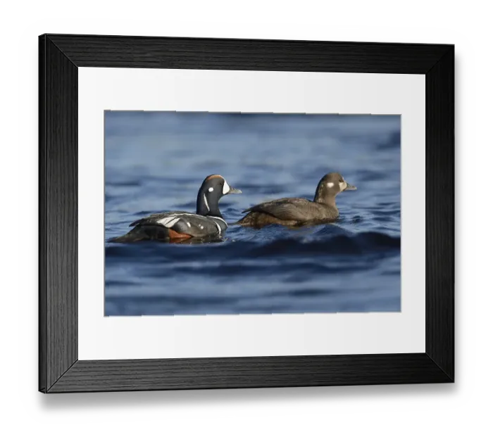 Framed Print : Harlequin ducks (Histrionicus histrionicus)