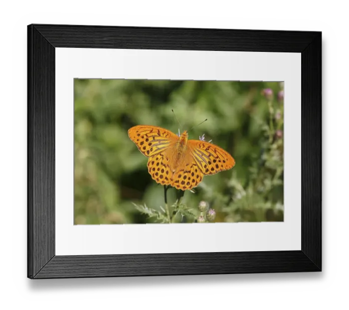 Framed Print : Silver-washed Fritillary (Argynnis paphia)