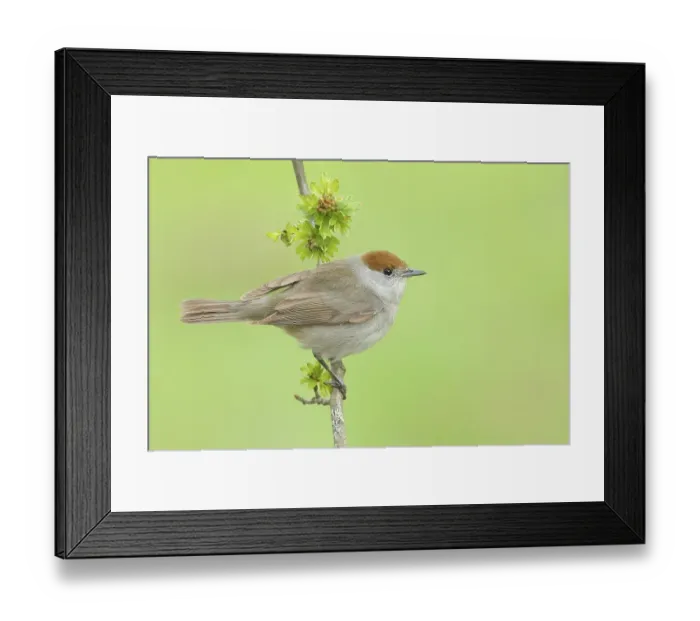 Framed Print : Blackcap (Sylvia atricapilla), female