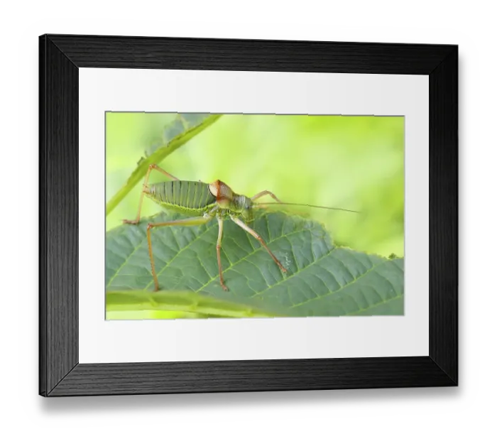 Framed Print : Steppe saddle grasshopper, saddle-backed bush cricket (Ephippiger ephippiger)