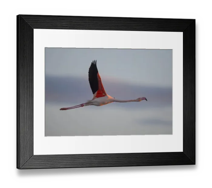 Framed Print : Greater flamingo (Phoenicopterus roseus) flying Framed Print : Greater flamingo (Phoenicopterus roseus) flying