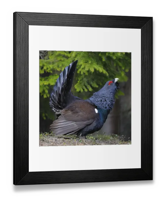 Framed Print : Wood grouse or capercaillie (Tetrao urogallus)